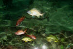 Fish at dock at night